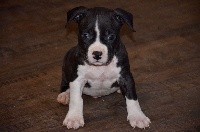 CHIOT