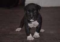 CHIOT