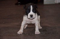 CHIOT